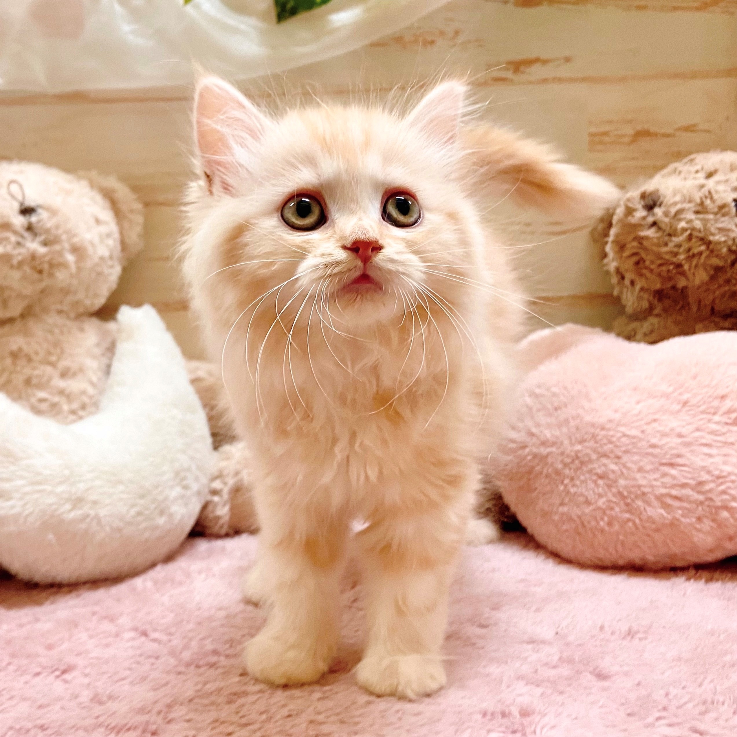 兵庫県のラガマフィン (犬の家＆猫の里神戸店/2025年9月5日生まれ/女の子/レッドタビー)の子猫の4枚目の画像