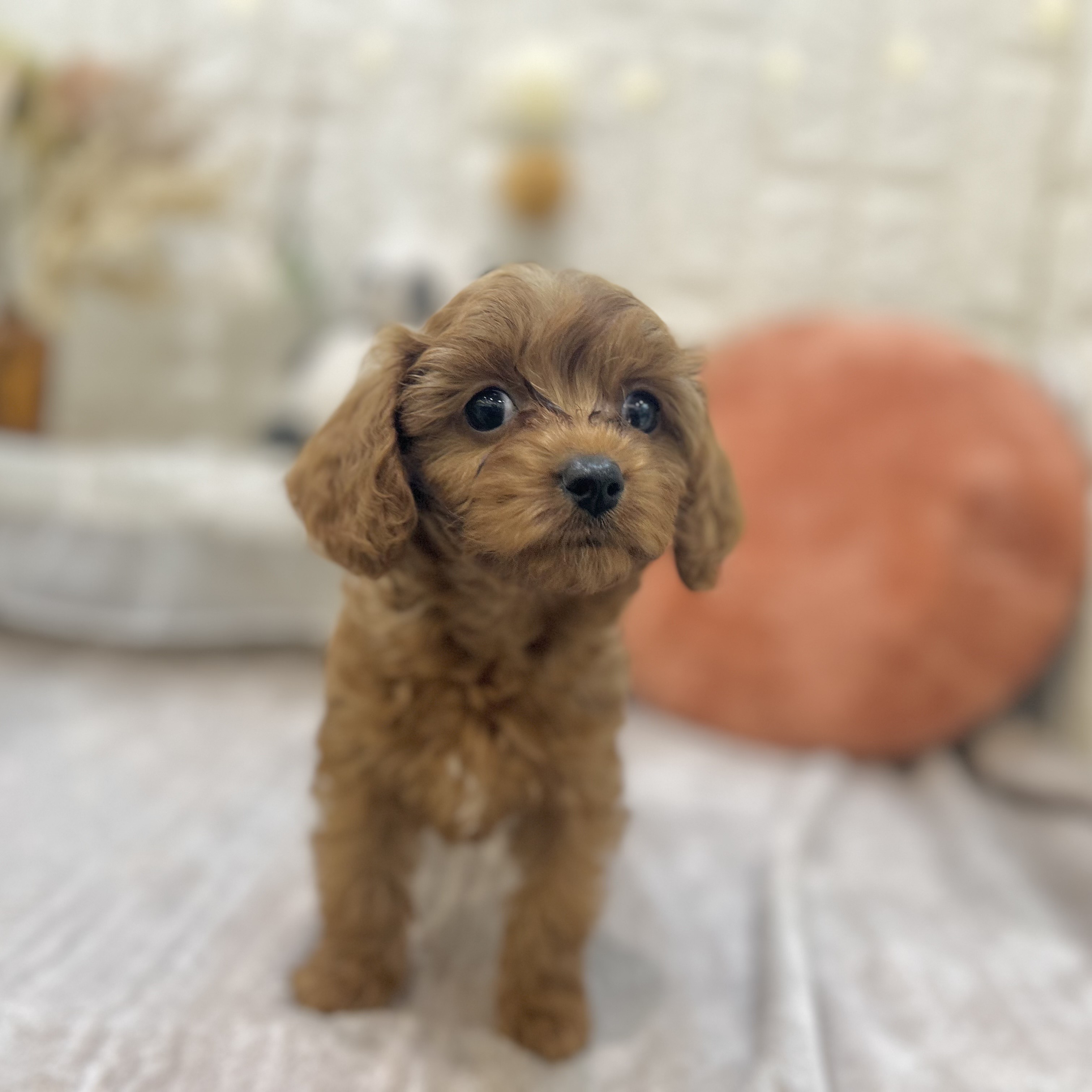 岡山県のキャバプー(キャバリア×プードル) (犬の家＆猫の里倉敷店/2025年9月6日生まれ/女の子/レッド)の子犬の4枚目の画像