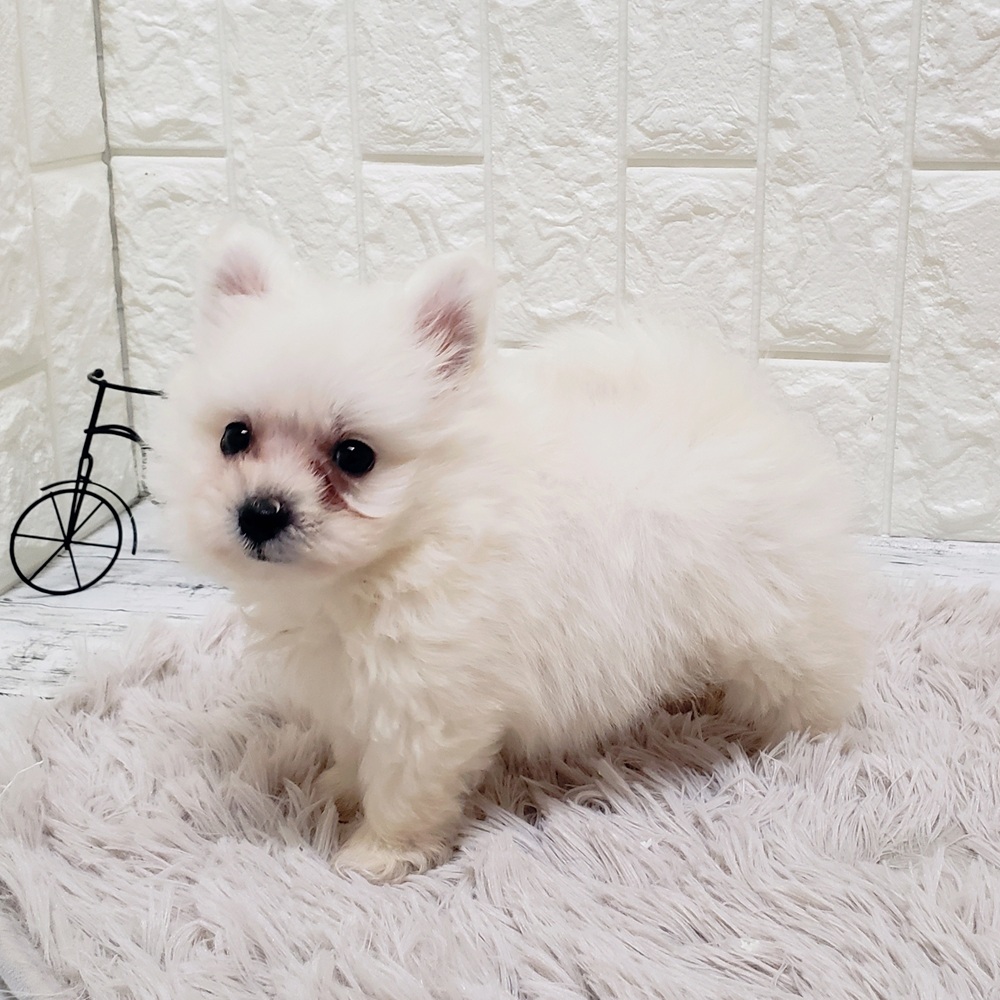 岡山県のポメビション(ポメラニアン×ビションフリーゼ) (犬の家＆猫の里岡山店/2025年9月6日生まれ/女の子/ホワイト)の子犬の4枚目の画像