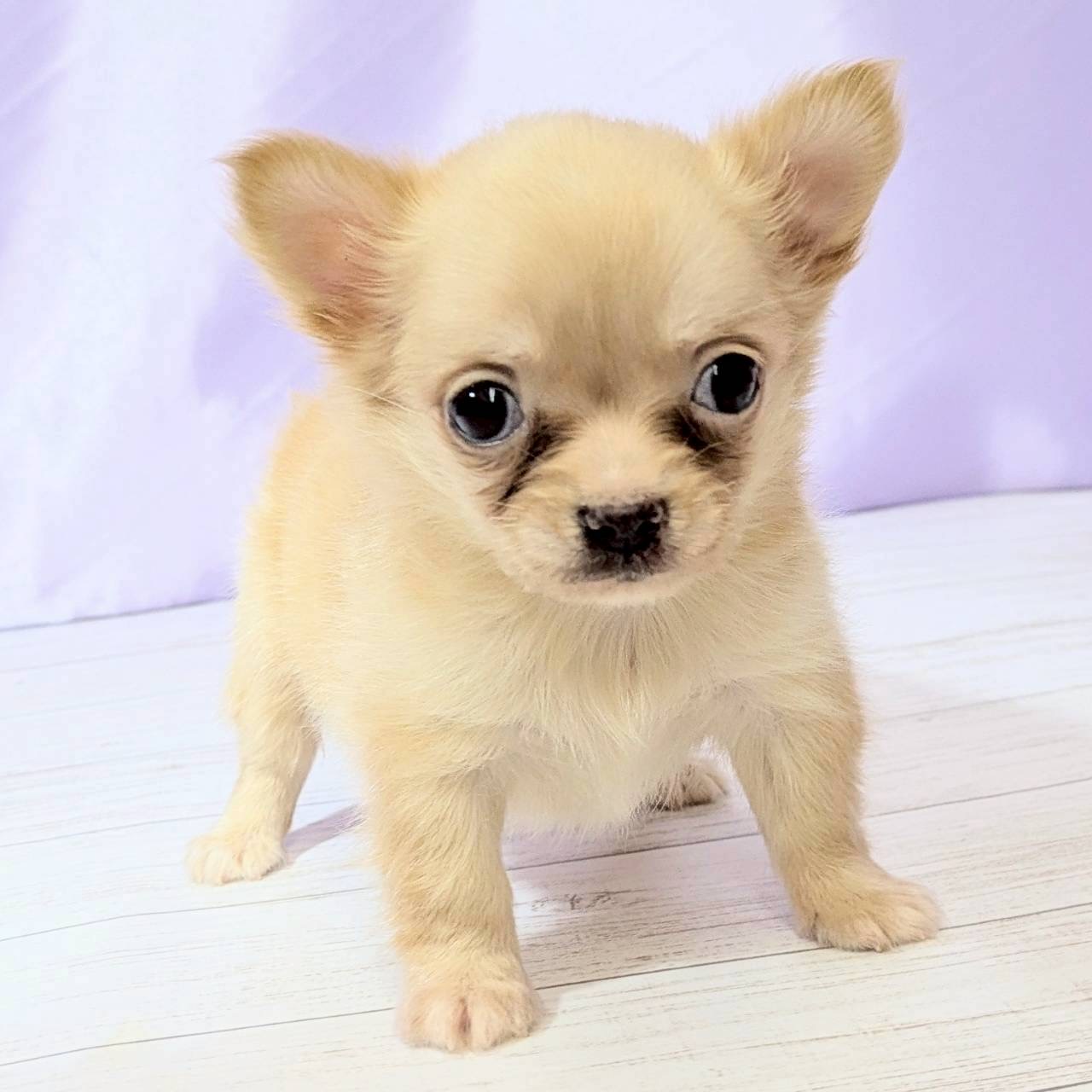 兵庫県のチワワ(ロング) (犬の家＆猫の里尼崎店/2025年9月7日生まれ/男の子/クリーム)の子犬の4枚目の画像