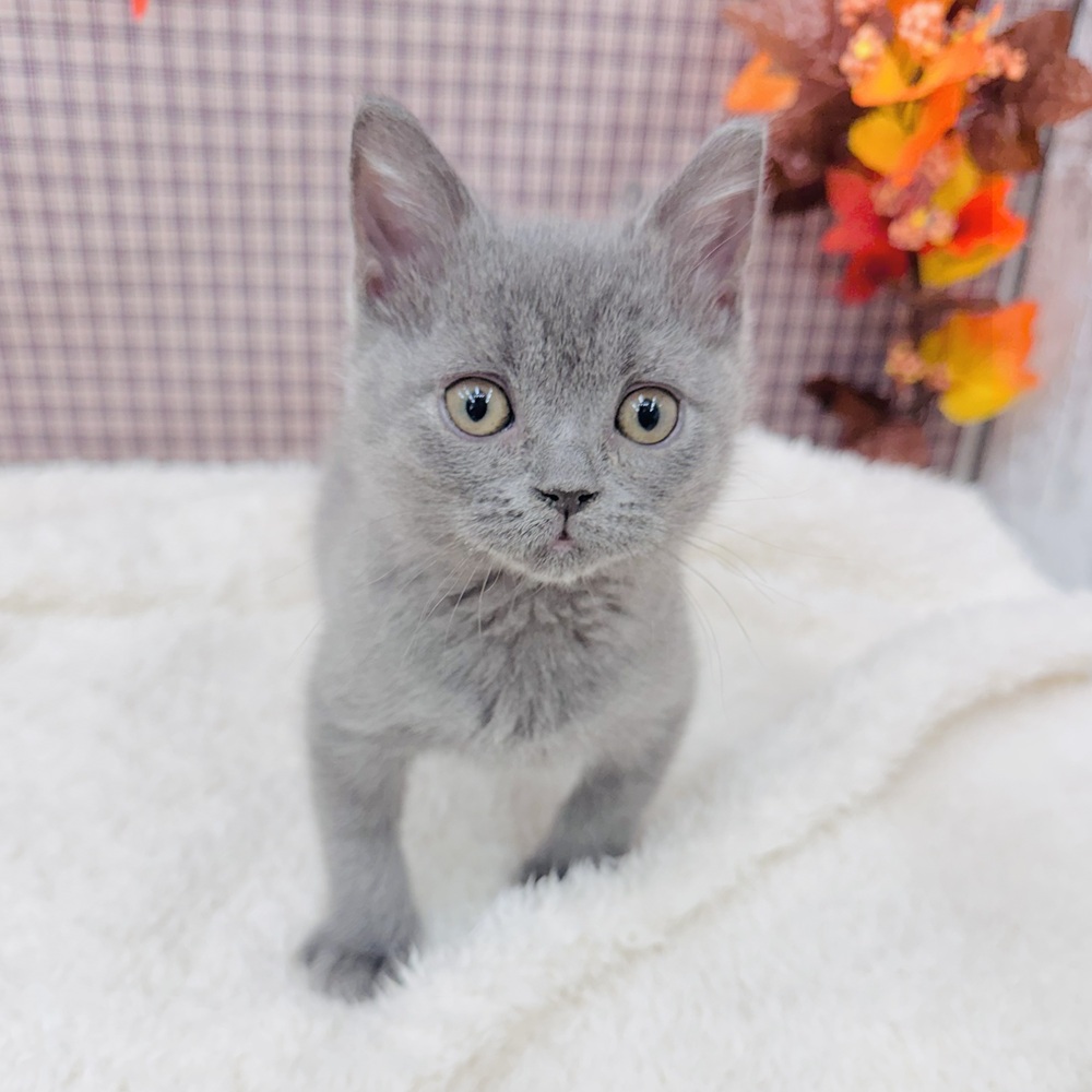 愛知県のブリティッシュショートヘアー (犬の家＆猫の里エアポートウォーク店/2025年9月6日生まれ/男の子/ブルー)の子猫の4枚目の画像