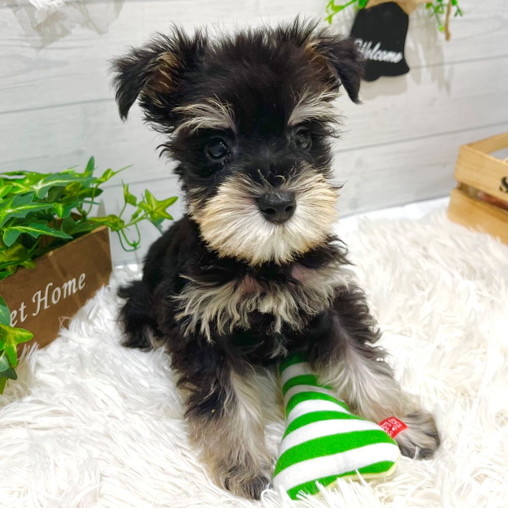 愛知県のミニチュアシュナウザー (犬の家＆猫の里豊田店/2025年9月7日生まれ/男の子/ブラックシルバー)の子犬の4枚目の画像