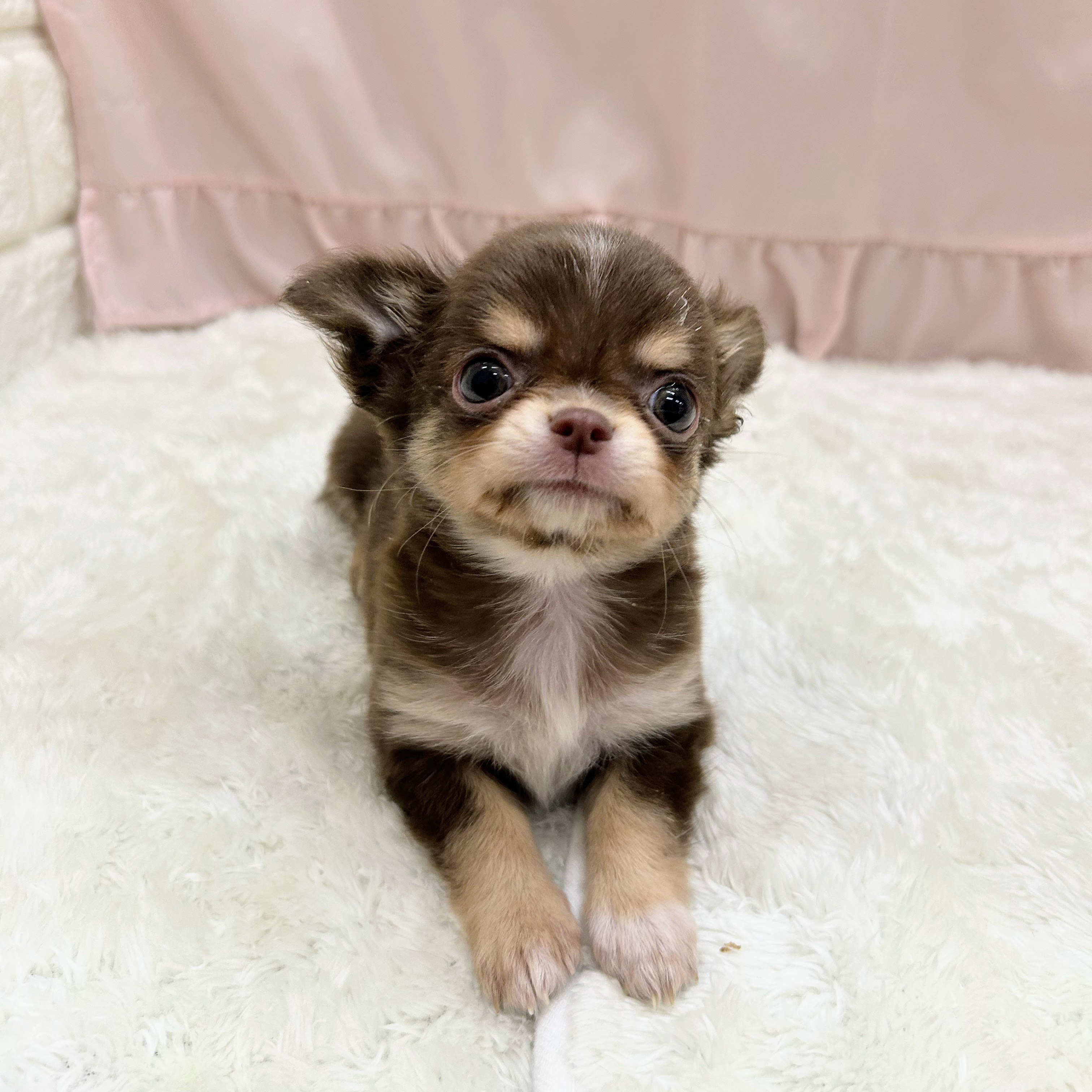 愛知県のチワワ(ロング) (犬の家＆猫の里アミーゴ神の倉店/2025年9月5日生まれ/女の子/チョコレートタンホワイト)の子犬の4枚目の画像