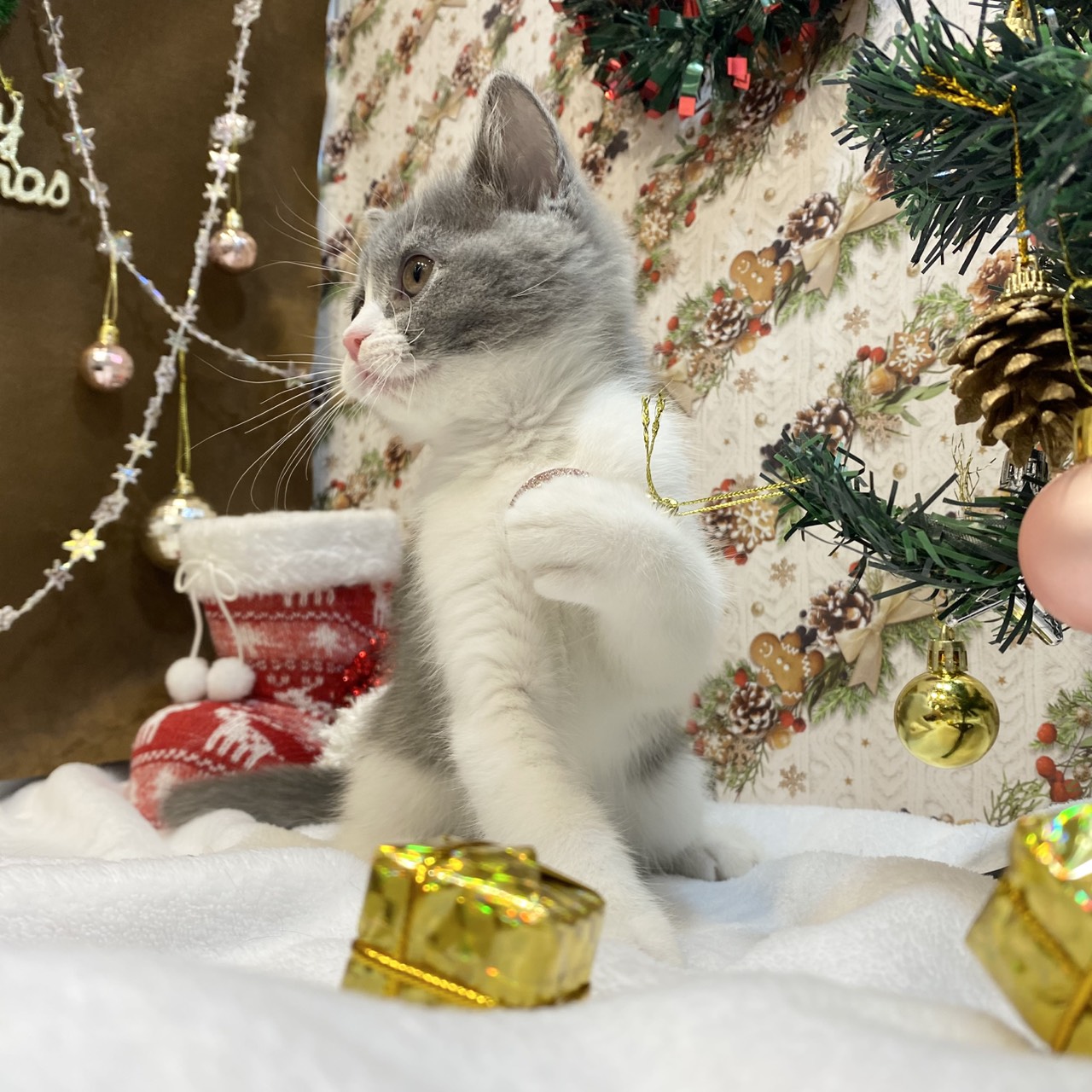 長野県のブリティッシュショートヘアー (犬の家＆猫の里カインズ梓川店/2025年8月29日生まれ/女の子/ブルーホワイト)の子猫の4枚目の画像