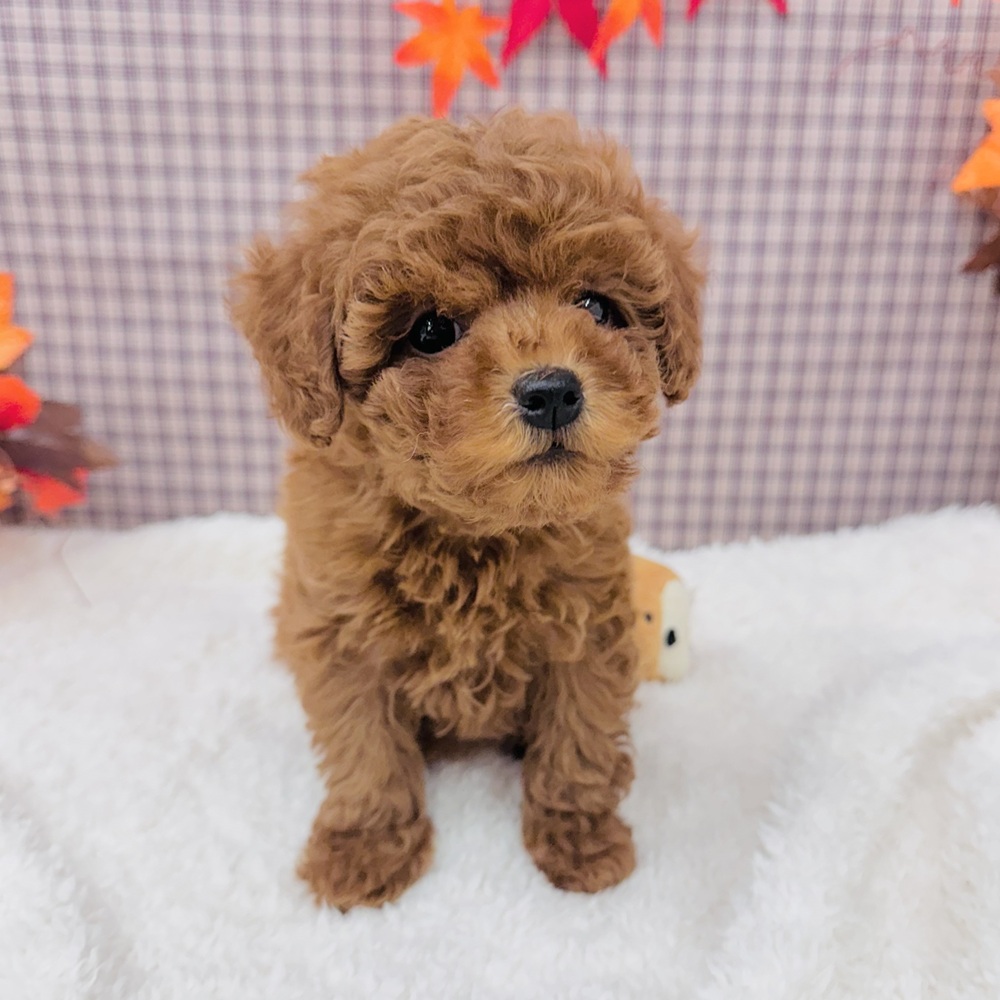 愛知県のトイプードル(トイ) (犬の家＆猫の里エアポートウォーク店/2025年9月7日生まれ/女の子/レッド)の子犬の4枚目の画像