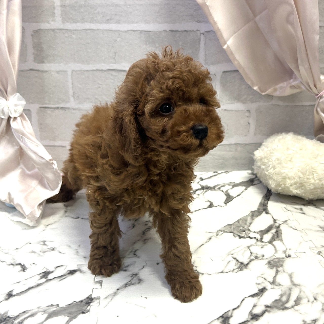 愛知県のトイプードル(トイ) (犬の家＆猫の里岡崎店/2025年9月7日生まれ/男の子/レッド)の子犬の4枚目の画像