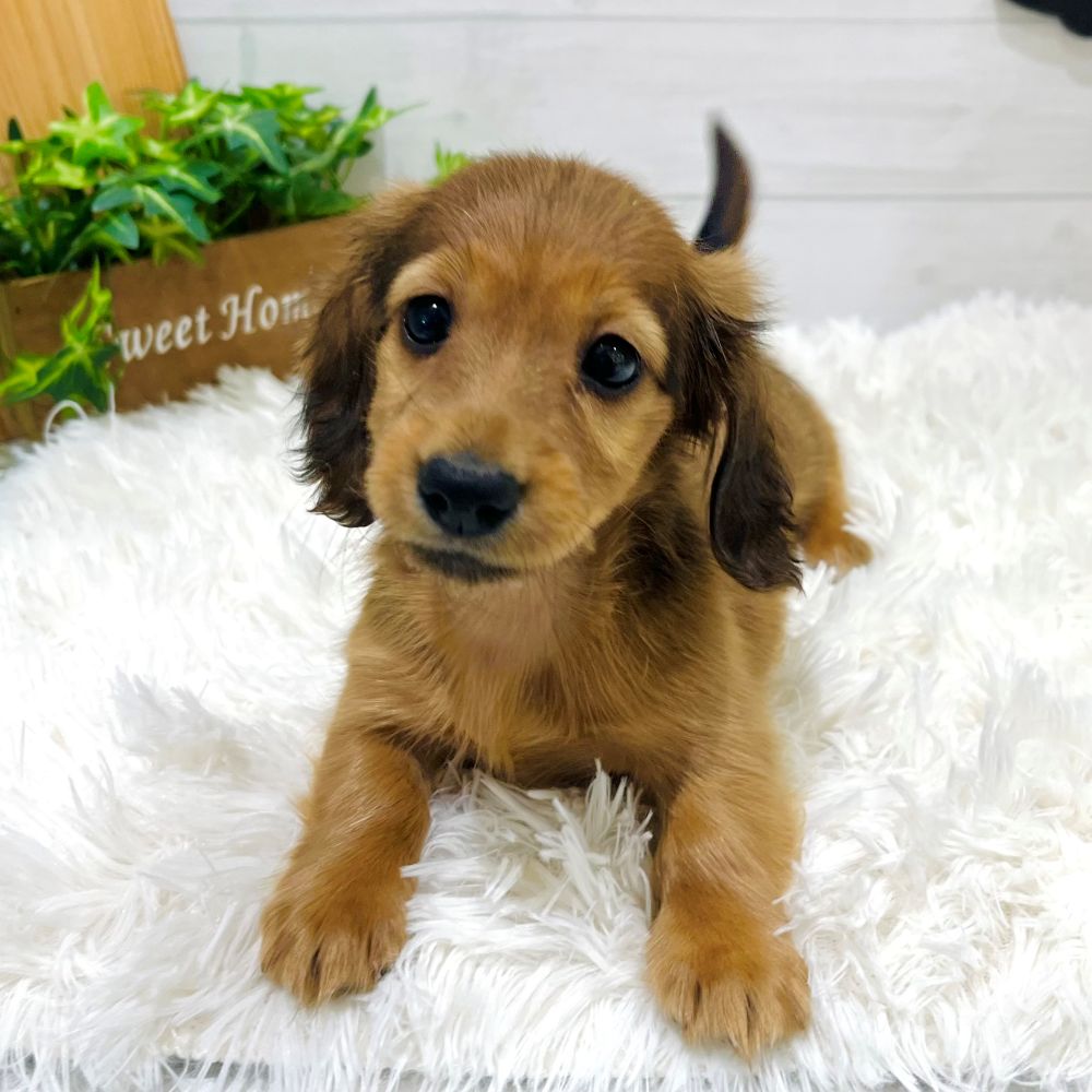 愛知県のカニンヘンダックスフンド(ロング) (犬の家＆猫の里豊田店/2025年9月6日生まれ/女の子/シェーデットレッド)の子犬の4枚目の画像