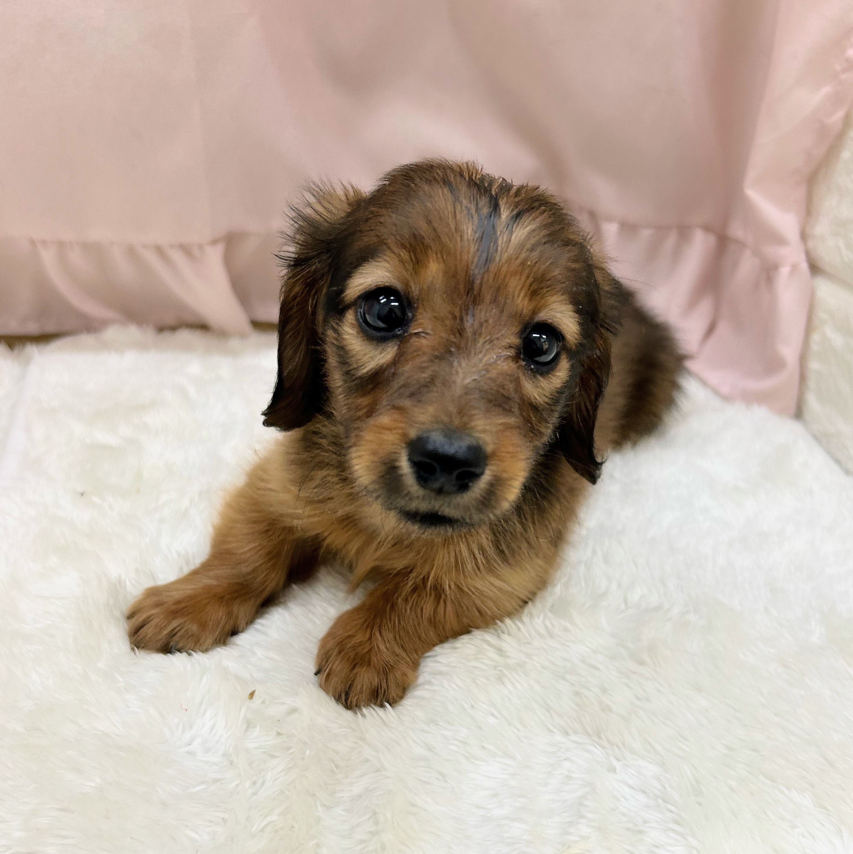 愛知県のカニンヘンダックスフンド(ロング) (犬の家＆猫の里アミーゴ神の倉店/2025年9月6日生まれ/女の子/シェーデットレッド)の子犬の1枚目の画像