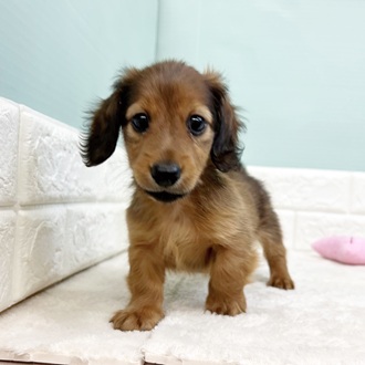 静岡県のカニンヘンダックスフンド(ロング) (犬の家＆猫の里マークイズ静岡店/2025年9月6日生まれ/男の子/シェーデットレッド)の子犬の4枚目の画像