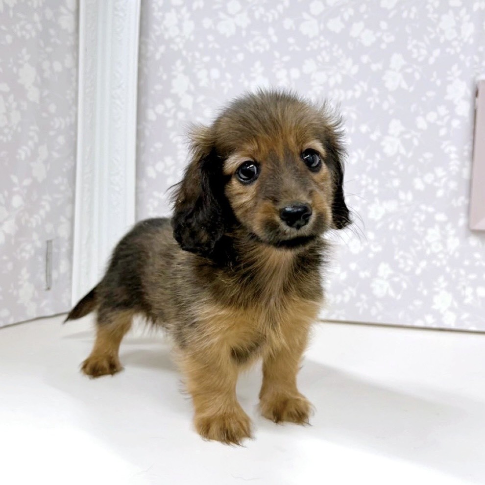 富山県のカニンヘンダックスフンド(ロング) (犬の家＆猫の里アミーゴ高岡蓮花寺店/2025年9月6日生まれ/男の子/シェーデットレッド)の子犬の4枚目の画像