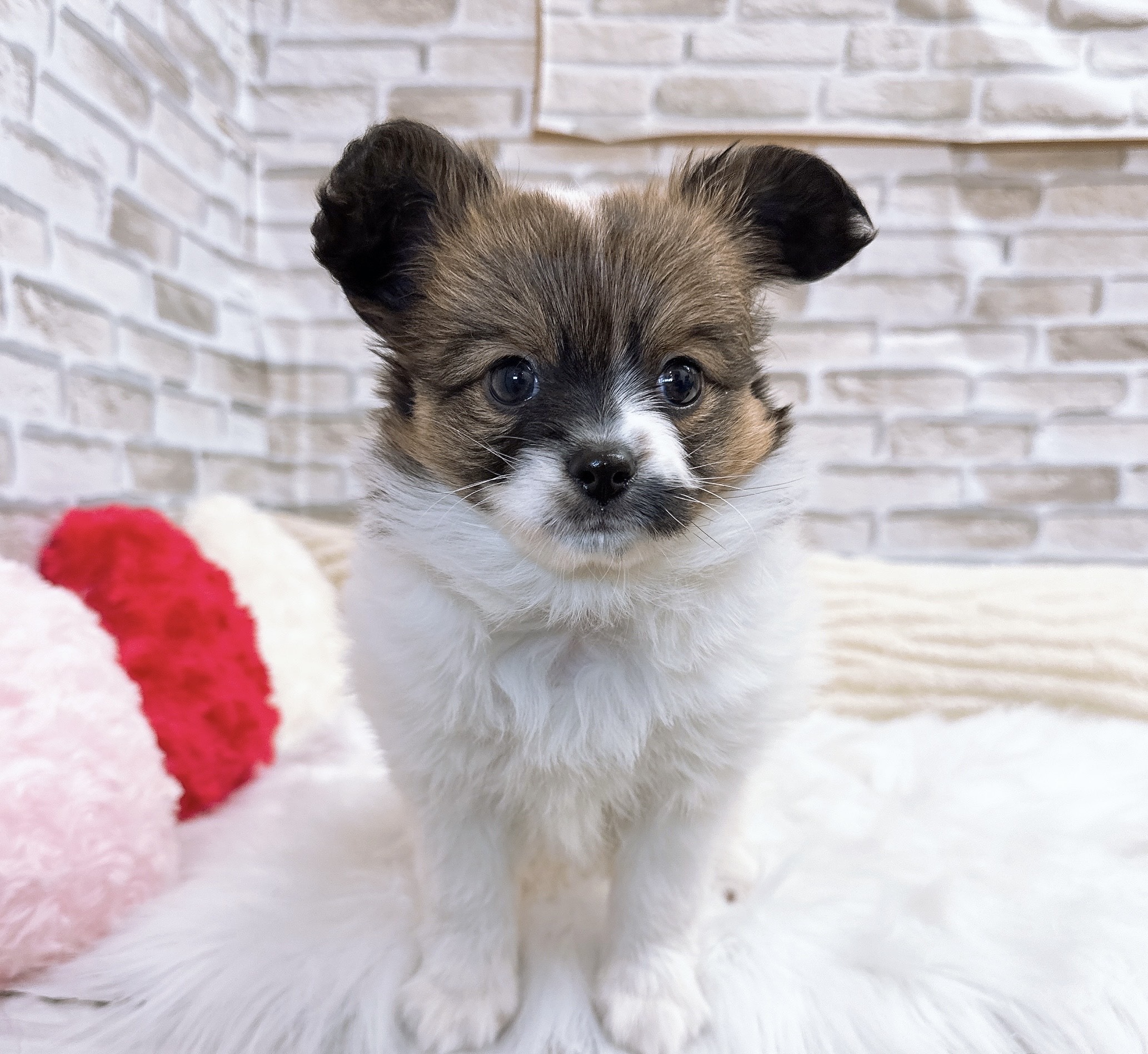 神奈川県のパピヨン (犬の家＆猫の里モザイクモール港北店/2025年9月5日生まれ/男の子/ホワイトブラウン)の子犬の4枚目の画像