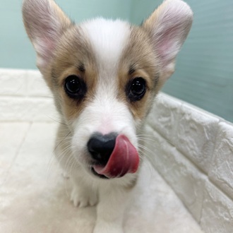 静岡県のウェルシュコーギーペンブローク (犬の家＆猫の里マークイズ静岡店/2025年9月4日生まれ/男の子/レッドホワイト)の子犬の4枚目の画像