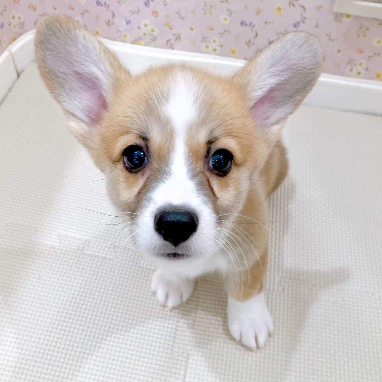 石川県のウェルシュコーギーペンブローク (犬の家＆猫の里金沢店/2025年9月5日生まれ/男の子/レッドホワイト)の子犬の4枚目の画像