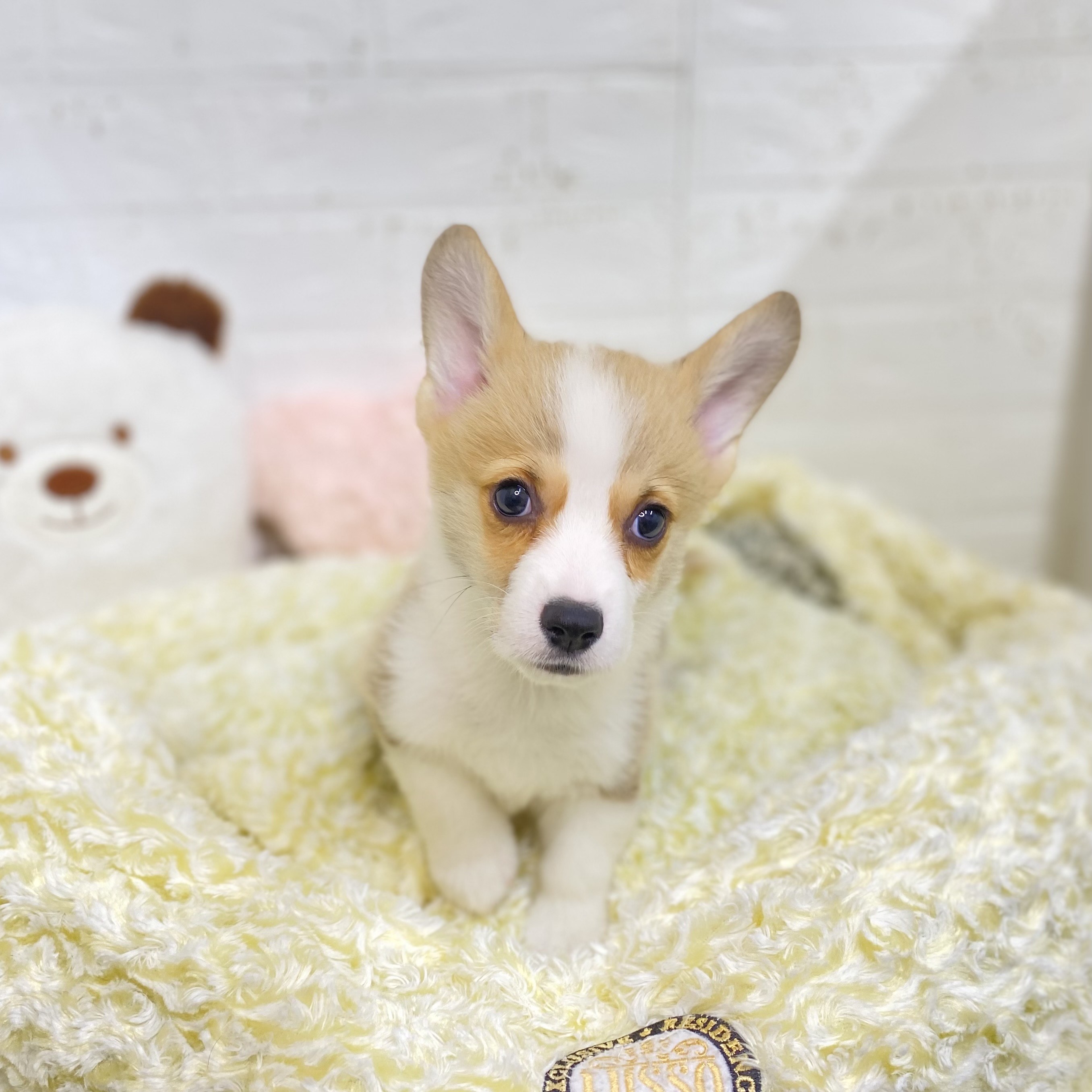 長野県のウェルシュコーギーペンブローク (犬の家＆猫の里長野店/2025年9月5日生まれ/男の子/レッドホワイト)の子犬の4枚目の画像