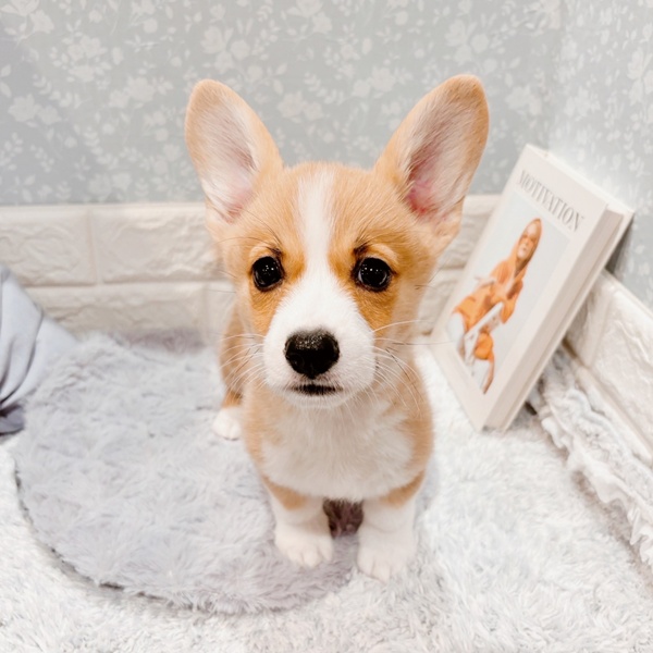 福井県のウェルシュコーギーペンブローク (犬の家＆猫の里福井店/2025年9月5日生まれ/女の子/レッドホワイト)の子犬の4枚目の画像