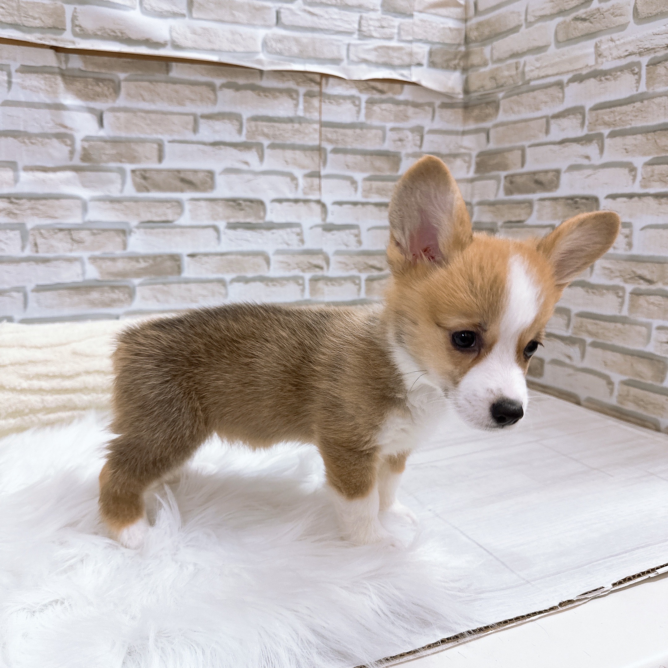 神奈川県のウェルシュコーギーペンブローク (犬の家＆猫の里モザイクモール港北店/2025年9月5日生まれ/女の子/レッドホワイト)の子犬の4枚目の画像