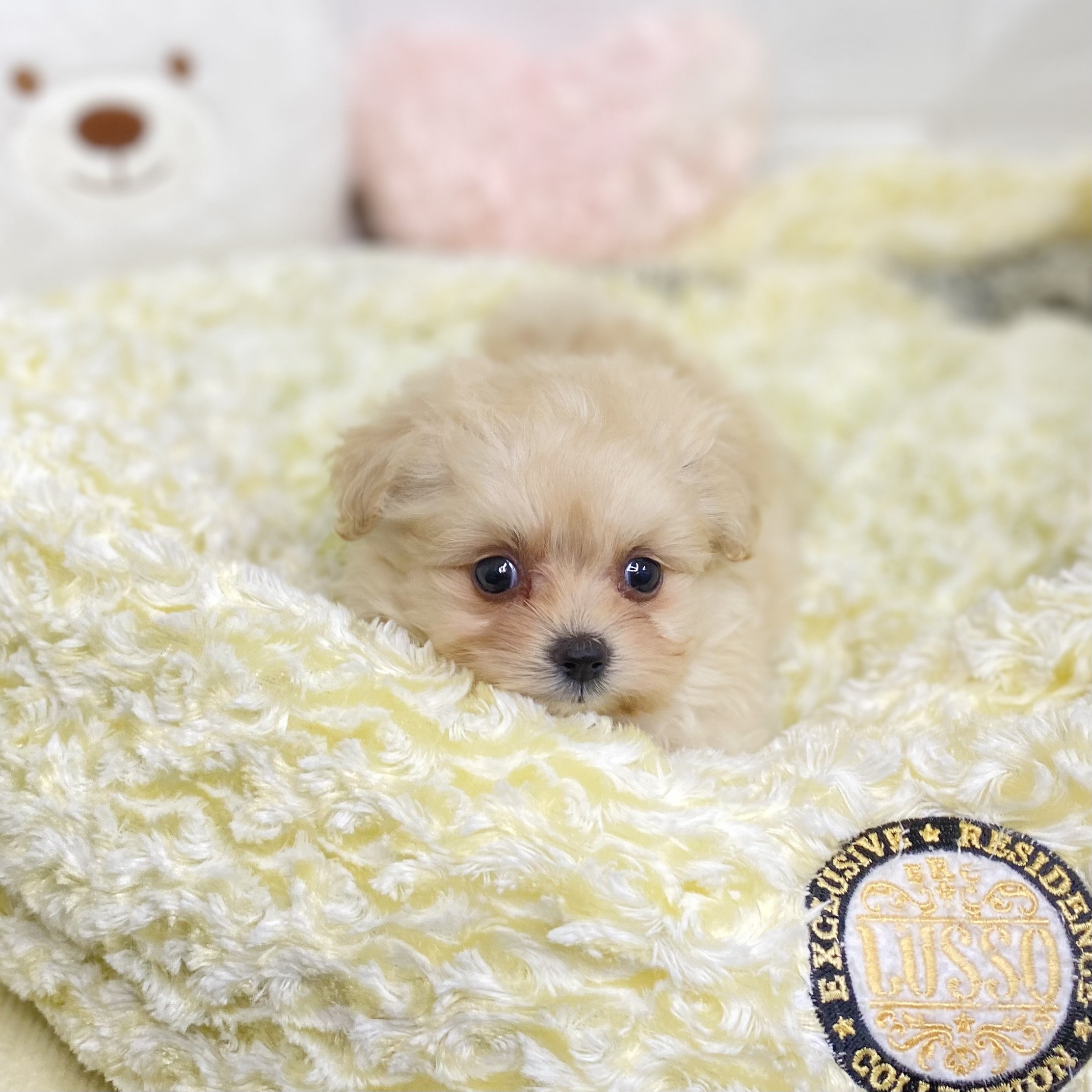 長野県のポメプー(ポメラニアン×プードル) (犬の家＆猫の里長野店/2025年9月7日生まれ/女の子/クリーム)の子犬の4枚目の画像