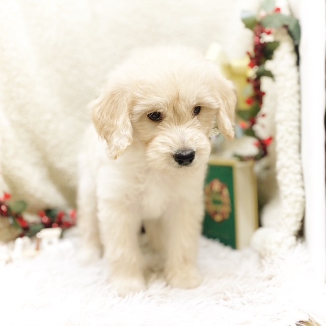 静岡県のゴールデンドゥードゥル(ゴールデン×プードル) (犬の家＆猫の里藤枝店/2025年9月7日生まれ/男の子/クリーム)の子犬の4枚目の画像