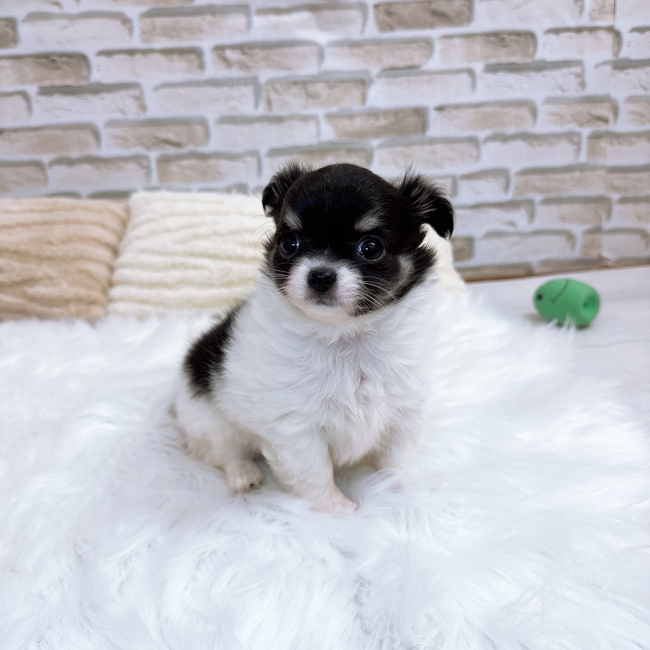 神奈川県のチワワ(ロング) (犬の家＆猫の里モザイクモール港北店/2025年9月8日生まれ/女の子/ホワイトブラックタン)の子犬の4枚目の画像