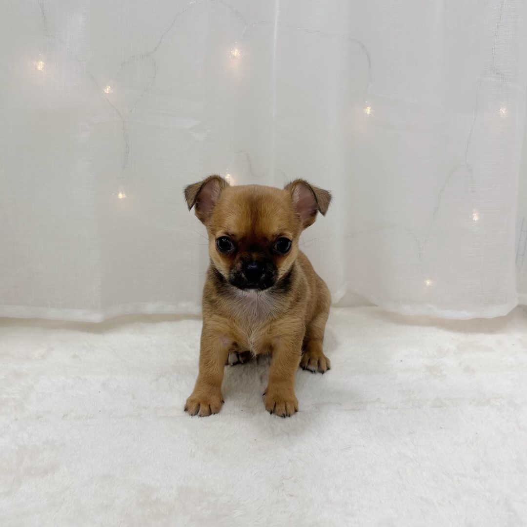 千葉県のチワワ(スムース) (犬の家＆猫の里BIGHOPガーデンモール印西店/2025年9月9日生まれ/女の子/レッド)の子犬の4枚目の画像