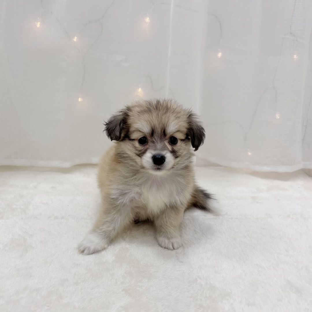 千葉県のポメックス(ポメラニアン×ダックス) (犬の家＆猫の里BIGHOPガーデンモール印西店/2025年9月8日生まれ/女の子/シェーデットイエロー)の子犬の4枚目の画像