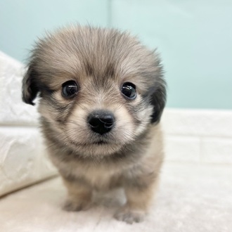 静岡県のポメックス(ポメラニアン×ダックス) (犬の家＆猫の里マークイズ静岡店/2025年9月8日生まれ/男の子/シェーデットイエロー)の子犬の4枚目の画像