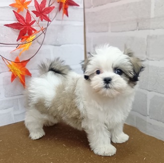 静岡県のマルズー/マルシーズ(マルチーズ×シーズー) (犬の家＆猫の里プレ葉ウォーク浜北店/2025年9月7日生まれ/男の子/ホワイトブラウン)の子犬の1枚目の画像