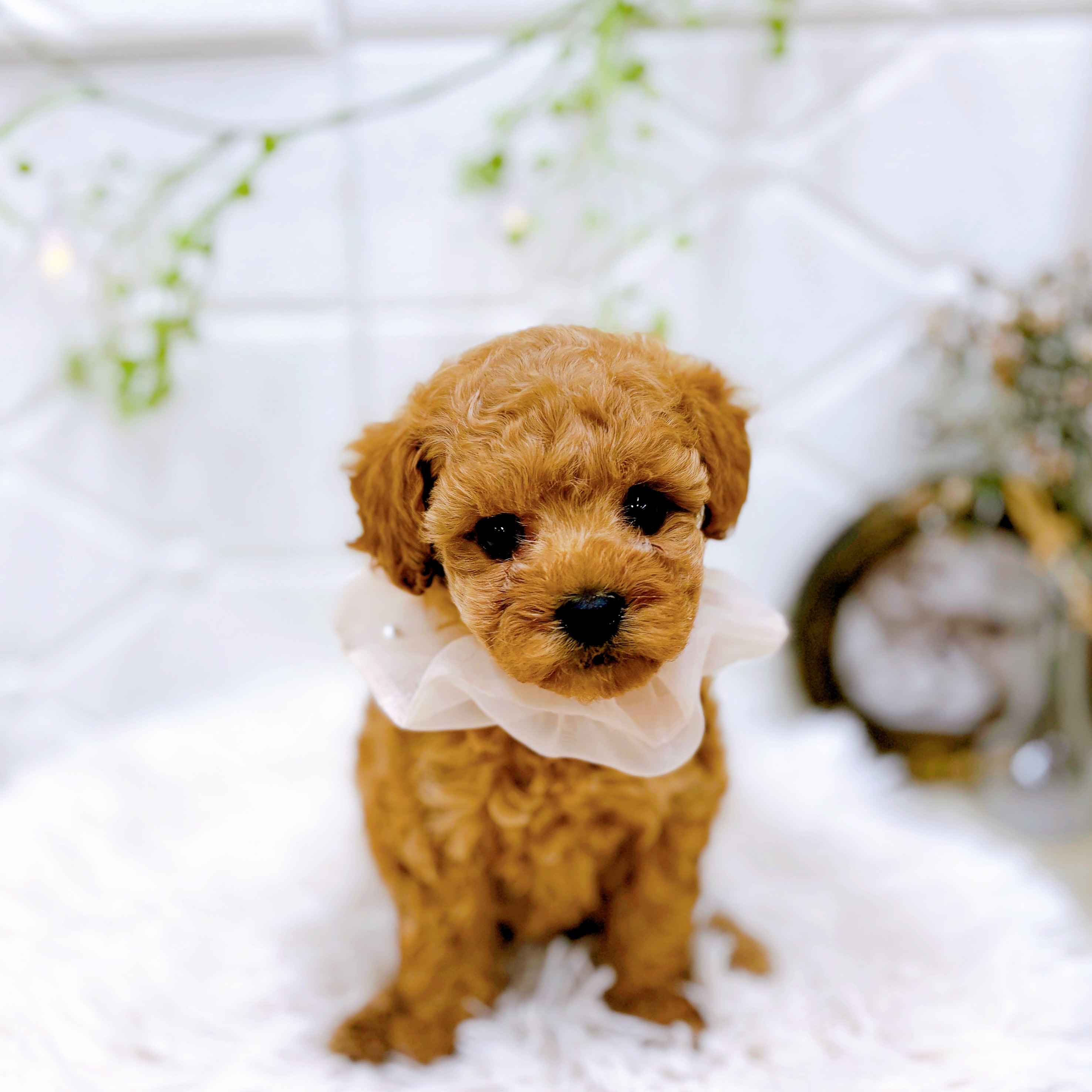 福井県のトイプードル(タイニー) (犬の家＆猫の里アミーゴ福井店/2025年9月5日生まれ/女の子/アプリコット)の子犬の4枚目の画像