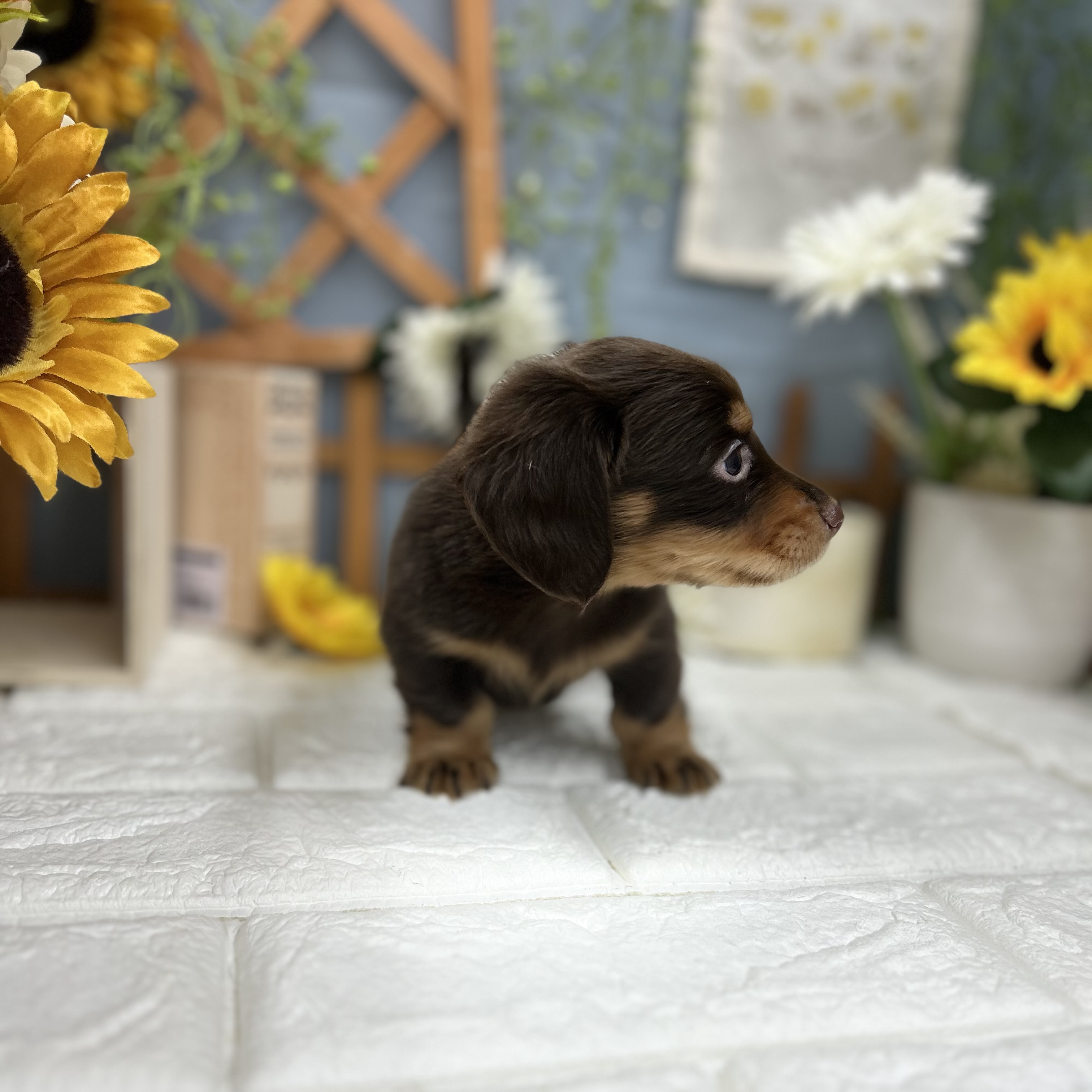 千葉県のミニチュアダックスフンド(ロング) (犬の家＆猫の里ワンズモール稲毛店/2025年9月8日生まれ/男の子/チョコレートタン)の子犬の4枚目の画像