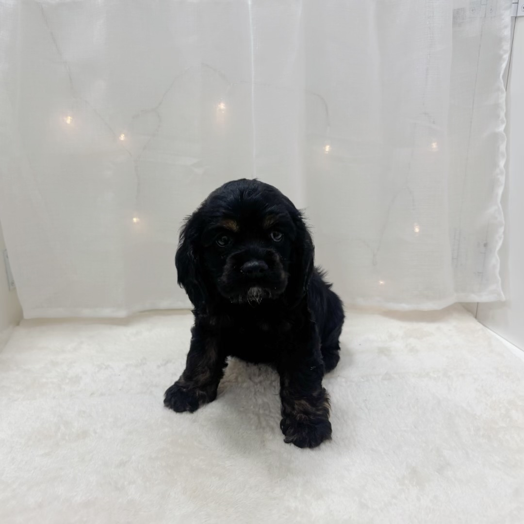 千葉県のアメリカンコッカースパニエル (犬の家＆猫の里BIGHOPガーデンモール印西店/2025年9月7日生まれ/女の子/ブラックタン)の子犬の4枚目の画像