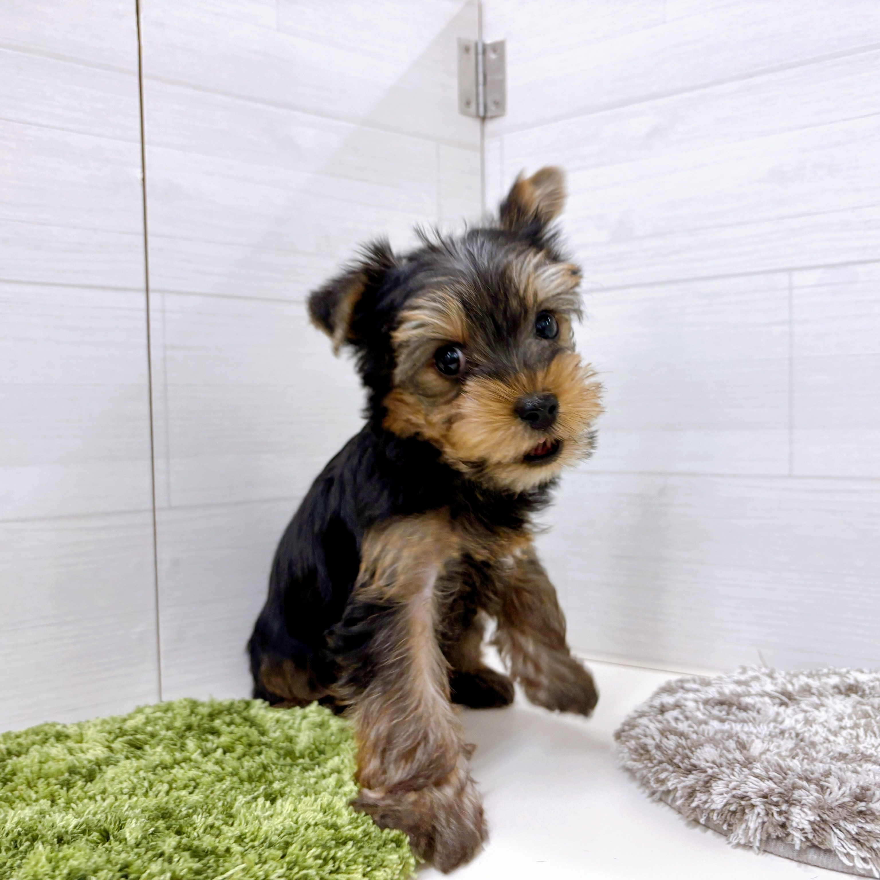 石川県のヨークシャーテリア (犬の家＆猫の里アミーゴ金沢おこばた店/2025年9月7日生まれ/男の子/スチールブルータン)の子犬の4枚目の画像