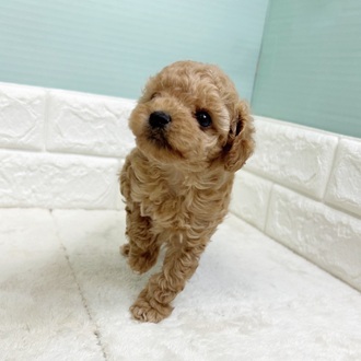 静岡県のトイプードル(タイニー) (犬の家＆猫の里マークイズ静岡店/2025年9月5日生まれ/男の子/アプリコット)の子犬の4枚目の画像