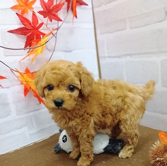 静岡県のトイプードル(トイ) (犬の家＆猫の里プレ葉ウォーク浜北店/2025年9月5日生まれ/男の子/アプリコット)の子犬の4枚目の画像