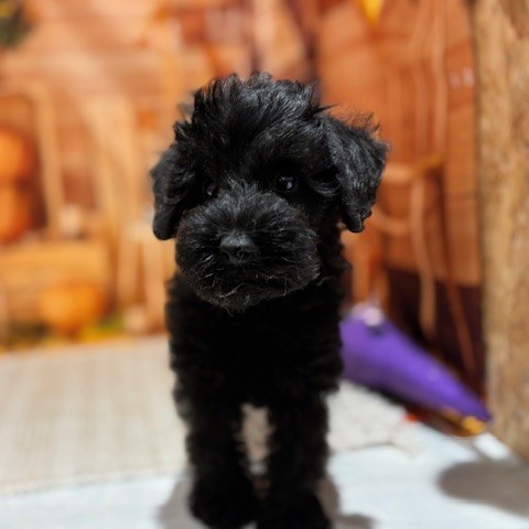 福岡県のシュナプー(シュナウザー×プードル) (犬の家＆猫の里トリアス久山店/2025年9月5日生まれ/男の子/ブラック)の子犬の4枚目の画像