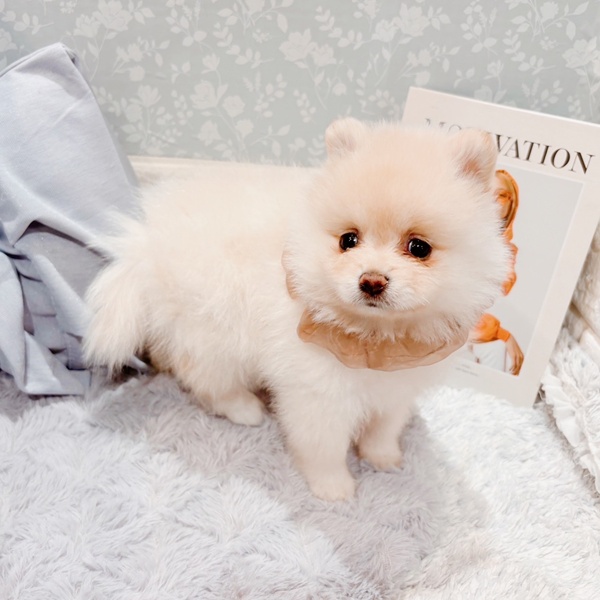 福井県のポメラニアン (犬の家＆猫の里福井店/2025年9月9日生まれ/女の子/ホワイト)の子犬の4枚目の画像