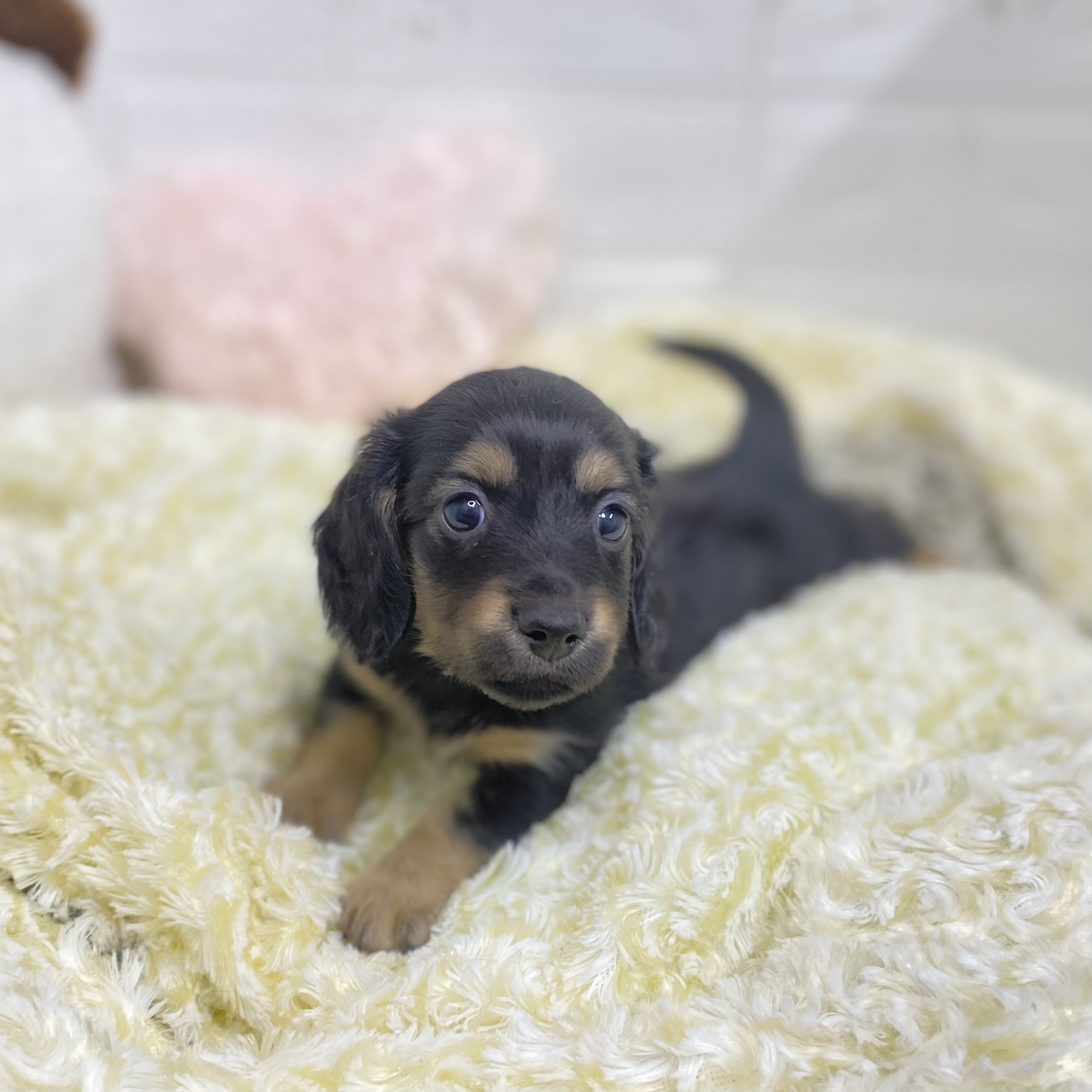 長野県のミニチュアダックスフンド(ロング) (犬の家＆猫の里長野店/2025年9月8日生まれ/女の子/ブラックタン)の子犬の4枚目の画像