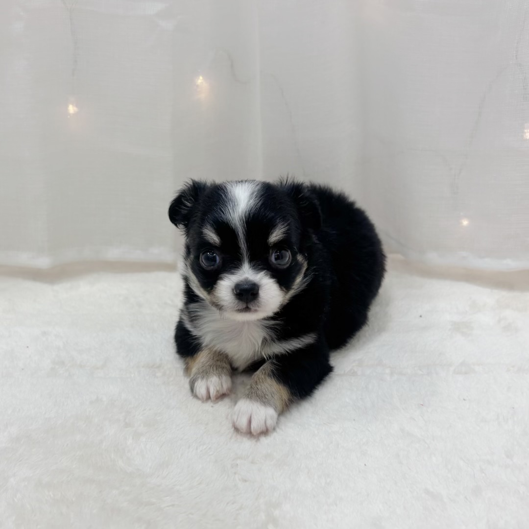 千葉県のチワワ(ロング) (犬の家＆猫の里BIGHOPガーデンモール印西店/2025年9月7日生まれ/男の子/ブラックタン)の子犬の4枚目の画像