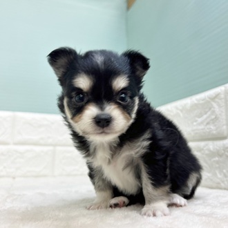 静岡県のチワワ(ロング) (犬の家＆猫の里マークイズ静岡店/2025年9月8日生まれ/女の子/ブラックタンホワイト)の子犬の4枚目の画像