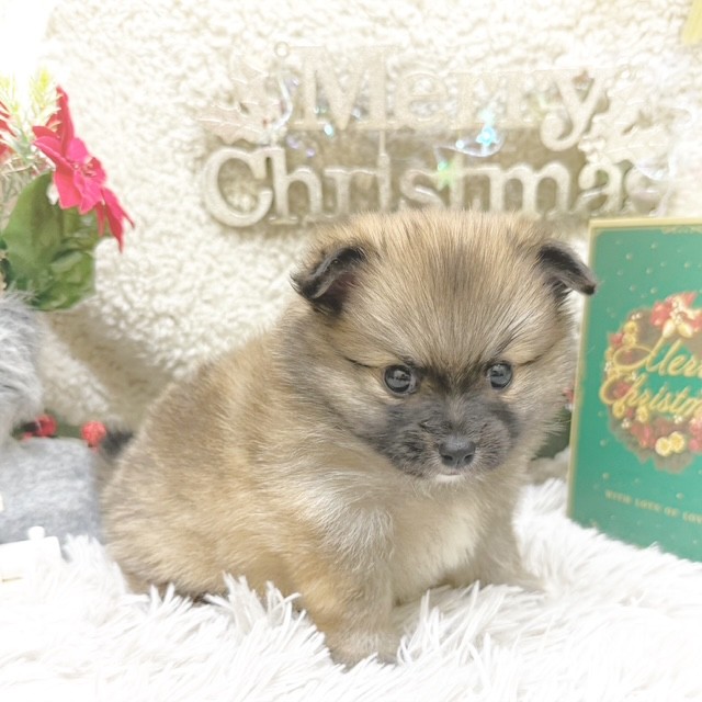 静岡県のポメチワ/チワポメ/ポメチー(ポメラニアン×チワワ) (犬の家＆猫の里藤枝店/2025年9月6日生まれ/男の子/オレンジ)の子犬の4枚目の画像