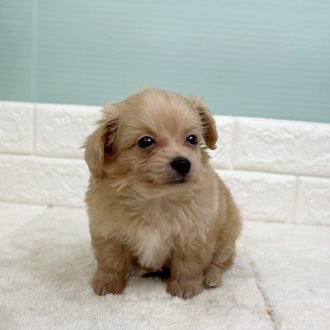 静岡県のチワプー/プーチー(チワワ×プードル) (犬の家＆猫の里マークイズ静岡店/2025年9月8日生まれ/男の子/アプリコット)の子犬の4枚目の画像