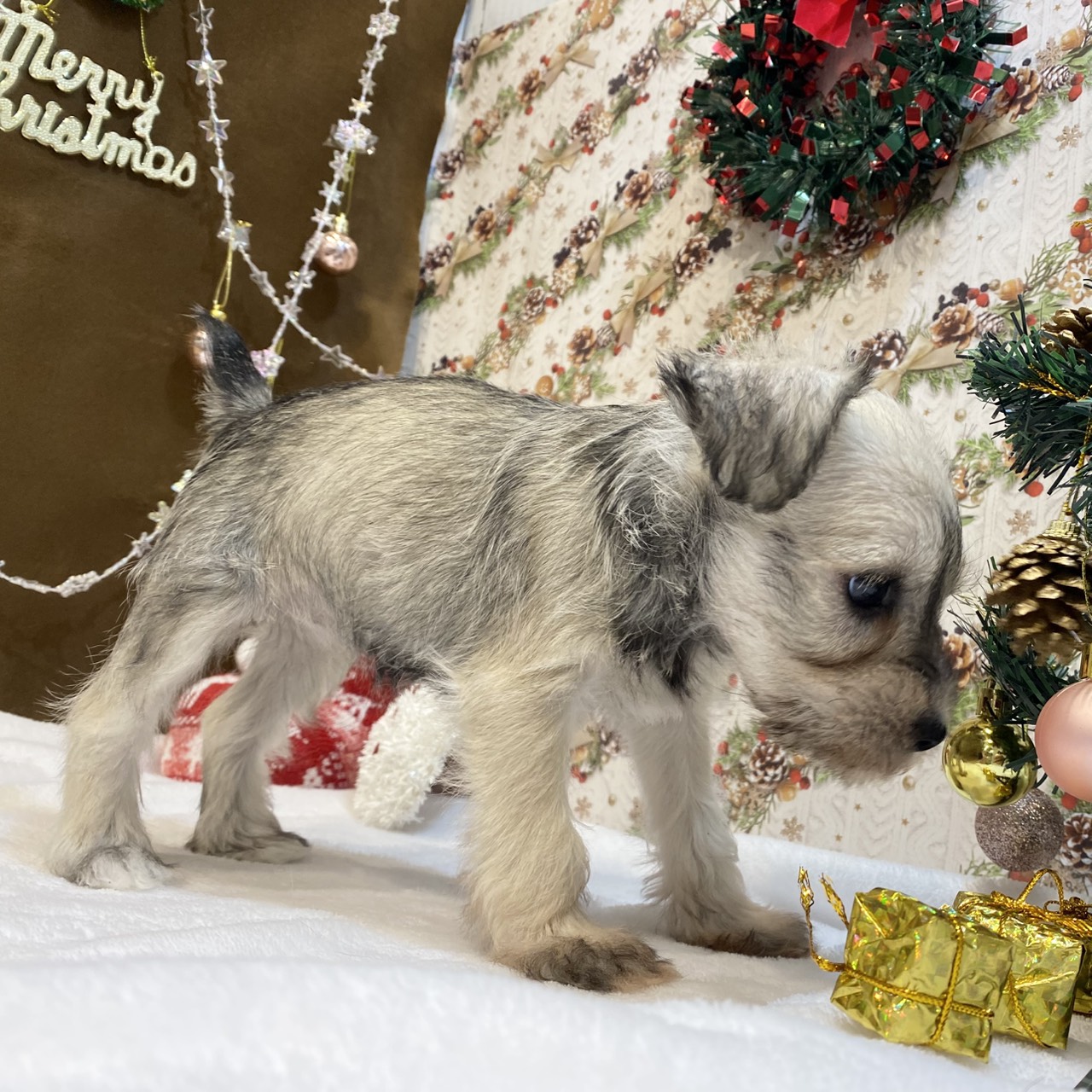 長野県のミニチュアシュナウザー (犬の家＆猫の里カインズ梓川店/2025年9月7日生まれ/女の子/ウィートンペッパー)の子犬の4枚目の画像