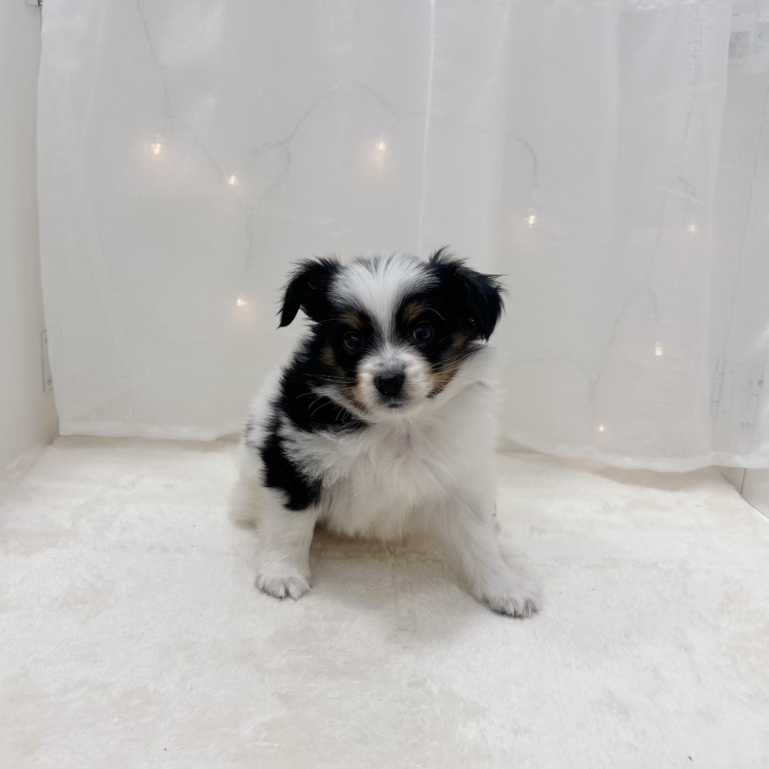 千葉県のパピヨン (犬の家＆猫の里BIGHOPガーデンモール印西店/2025年9月5日生まれ/男の子/トライカラー)の子犬の4枚目の画像