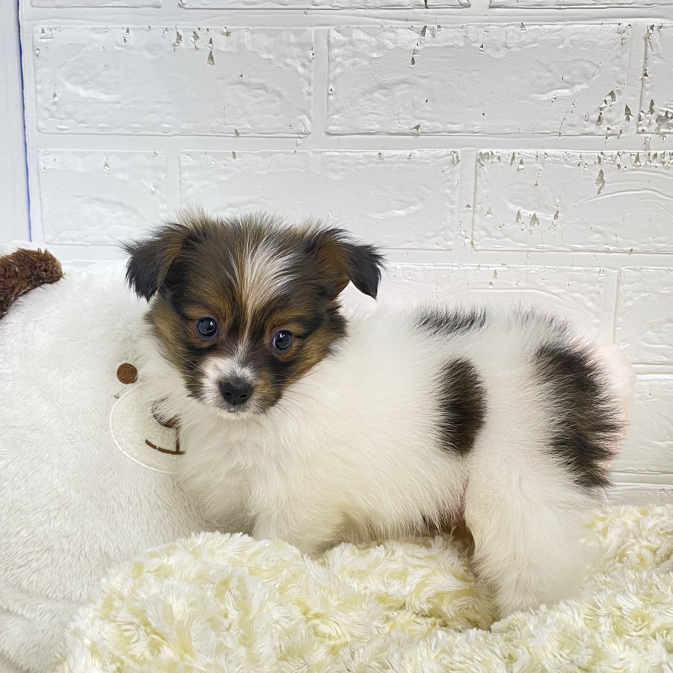 長野県のパピヨン (犬の家＆猫の里長野店/2025年9月5日生まれ/男の子/ホワイトブラウン)の子犬の4枚目の画像