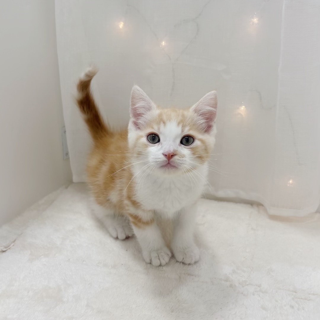 千葉県のマンチカン (犬の家＆猫の里BIGHOPガーデンモール印西店/2025年9月8日生まれ/男の子/レッドタビーホワイト)の子猫の1枚目の画像