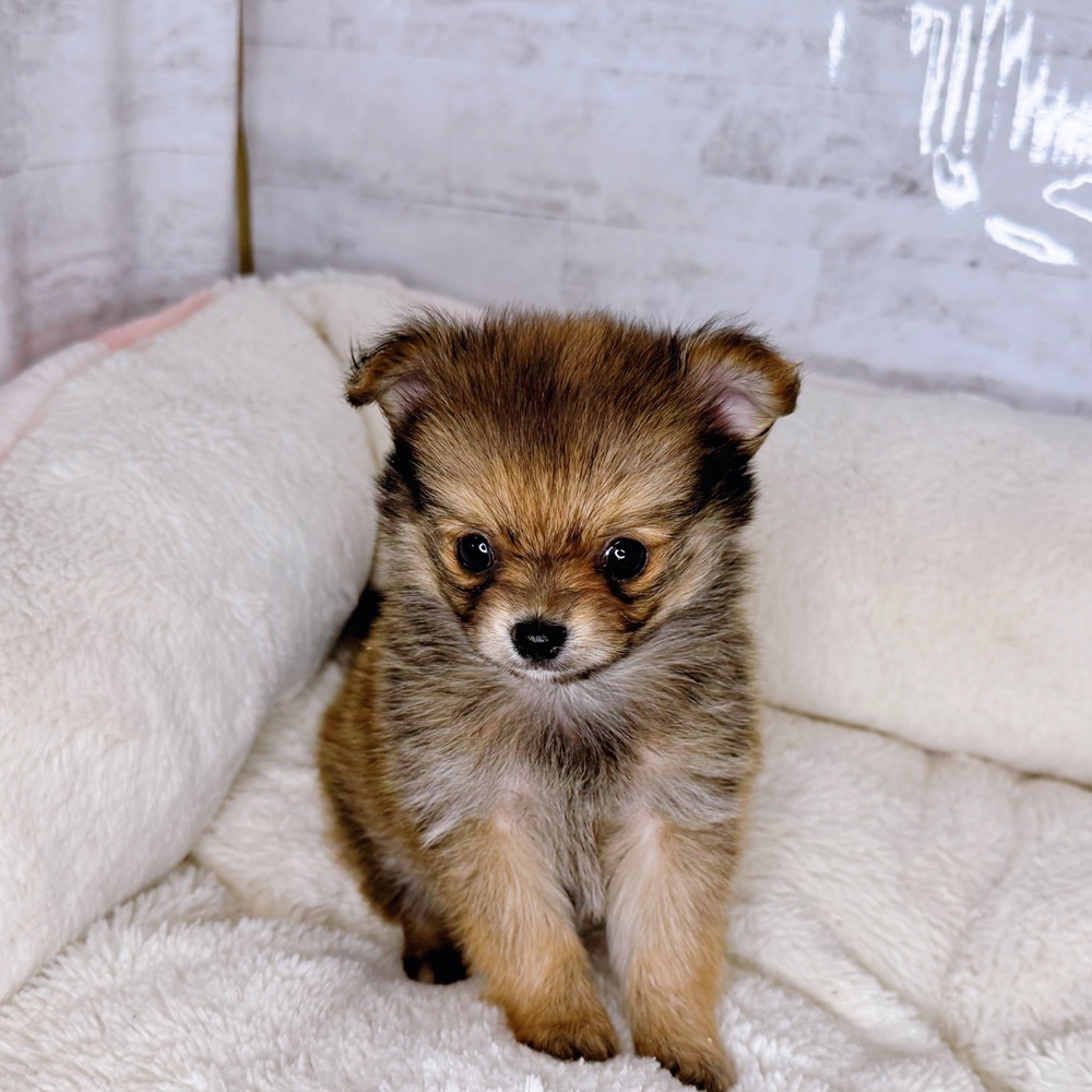 長野県のポメチワ/チワポメ/ポメチー(ポメラニアン×チワワ) (犬の家＆猫の里塩尻店/2025年9月9日生まれ/女の子/オレンジ)の子犬の4枚目の画像