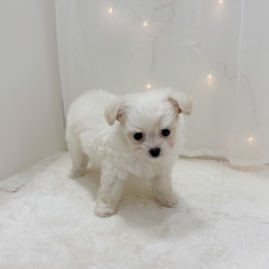 千葉県のチワプー/プーチー(チワワ×プードル) (犬の家＆猫の里BIGHOPガーデンモール印西店/2025年9月8日生まれ/女の子/ホワイト)の子犬の4枚目の画像