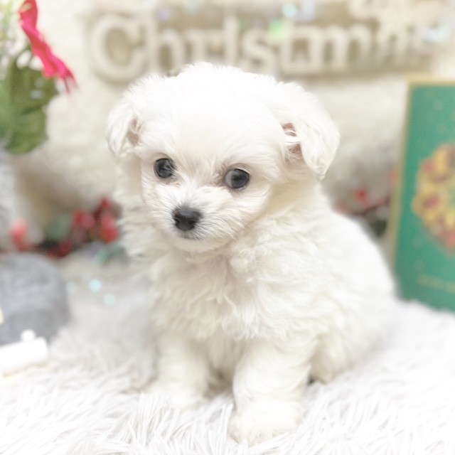 静岡県のチワプー/プーチー(チワワ×プードル) (犬の家＆猫の里藤枝店/2025年9月8日生まれ/男の子/ホワイト)の子犬の4枚目の画像