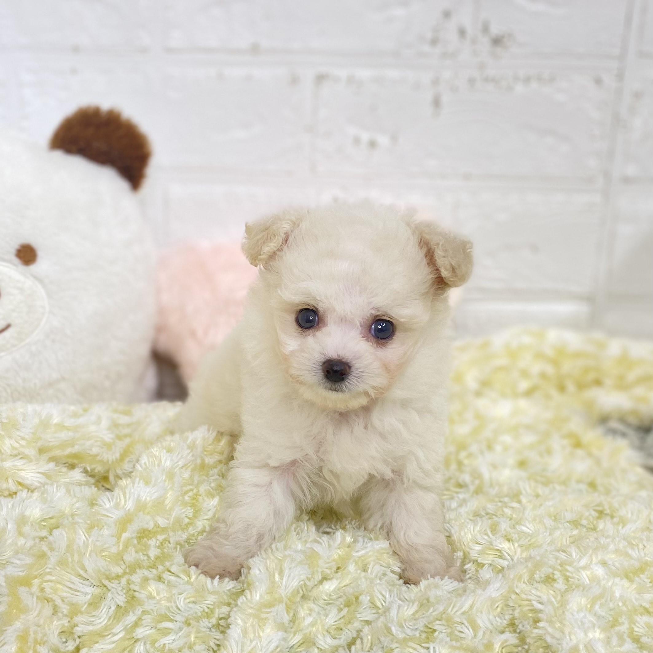 長野県のチワプー/プーチー(チワワ×プードル) (犬の家＆猫の里長野店/2025年9月8日生まれ/男の子/ホワイト)の子犬の4枚目の画像