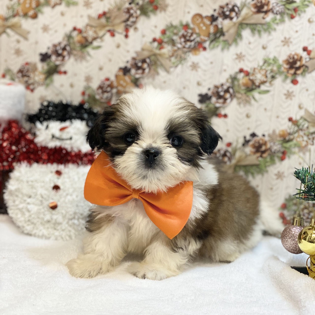 長野県のシーズー (犬の家＆猫の里カインズ梓川店/2025年9月7日生まれ/男の子/ゴールドホワイト)の子犬の4枚目の画像