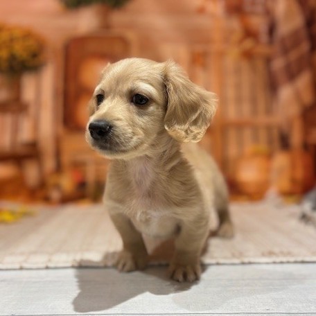 福岡県のミニチュアダックスフンド(ロング) (犬の家＆猫の里トリアス久山店/2025年9月8日生まれ/男の子/イエロー)の子犬の4枚目の画像